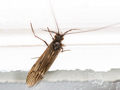 Ceraclea nigronervosa